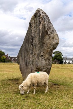 Avebury Neolitik Henge Taş Anıtı etrafında otlayan koyunlar. İngiltere 'nin güneybatısındaki Wiltshire, Avebury köyü çevresinde yeni taş devri.