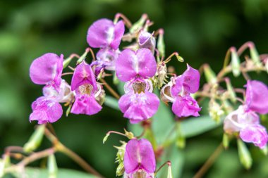 Himalaya Balsam Impatiens glandulifera Yakın plan Pembe İstilacı Yaban Çiçeği.