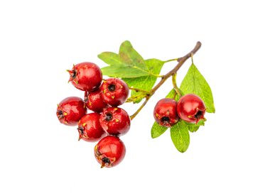 Beyaz arka planda izole alıç veya ortak alıç veya Crataegus monogyna uygulandı çilek.