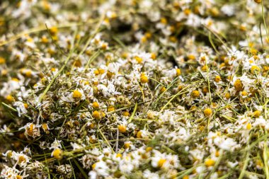 Kuru papatya arka plan. Matricaria chamomilla.