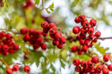 Detaylı bir makro çekim canlı kırmızı şahin çileklerini sonbahar ihtişamında yakalıyor. Bu olgun böğürtlenler sadece güzel değil aynı zamanda tıbbi özelliklere de sahipler..