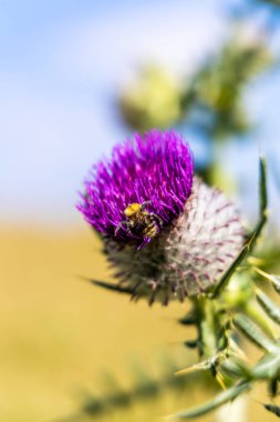Mor devedikeni çiçeğinin üzerindeki arı.
