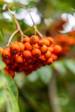 Rowan böğürtlenleri, Sorbus aucuparisi, Rowan olarak da bilinen ağaç ve dağ külleri..