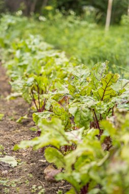 Taze yeşil pancar kökü yaprağı ya da pancar kökü tohumu. Bahçe yatağında büyüyen pancar kökü yaprakları. Pancar yaprağı tarlası.