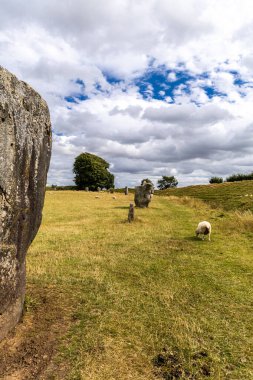 Sheep grazing around Avebury Neolithic henge stone monument .New Stone Age around the village of Avebury in Wiltshire, in southwest England, UK. clipart