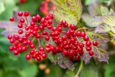Dallarda kırmızı viburnum üzümleri.