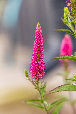 Veronica spicata, spiked speedwell plant with white flowers. clipart