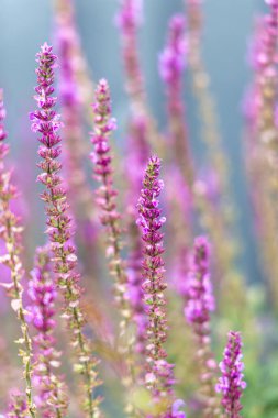 Orman bilgesi Salvia nemorosa, Balkan bilgesi, mavi adaçayı veya yabani adaçayı, Orta Avrupa ve Batı Asya 'nın geniş bir bölgesine özgü dayanıklı bir bitkidir..