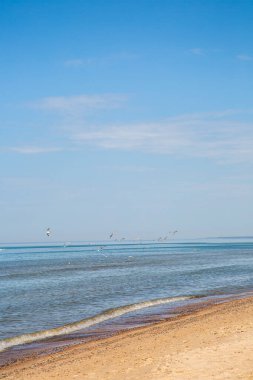 Baltık Denizi 'nin kumlu sahilinde akın eden martılar..