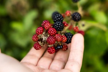 Ana hasat mevsiminde böğürtlen toplayan eller. Vahşi olgun ve olgunlaşmamış böğürtlenler çalıların üzerinde yetişir. İnsan eli böğürtlen tutar. Seçici odak.