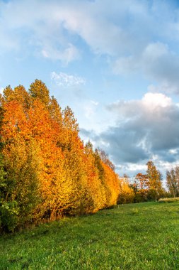 Tree with red and yellow leaves on a sunny autumn day. clipart