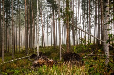 İskoçlar sislerin altındaki ormanda çam ağaçları.