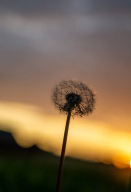 Gün batımında gökyüzü arka planında pofuduk karahindiba silueti.