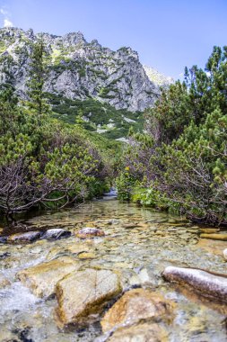 Strbske Pleso 'dan Waterfall Skok Trail. Mlynicka Vadisi 'nde taş yürüyüşü ve nehir geçidi var. Slovakya 'daki yüksek Tatras dağları.