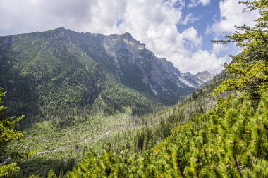 Slovak dağlarındaki dağ manzarası. Tatra Dağları 'ndaki Vadi Çayırları ve Ağaçlar.