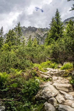 Slovak dağlarındaki dağ manzarası. Tatra Dağları 'ndaki Vadi Çayırları ve Ağaçlar.