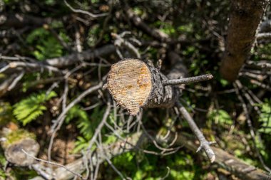 ağaç gövdesi büyüme halkalar gösterilen kesiti.