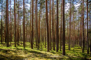 Letonya, Kuzey Avrupa 'da geç bir yaz gününde olgun bir kozalaklı orman..