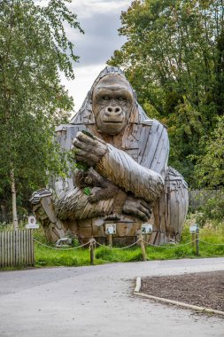 Bristol, UK- August 24, 2023: Gorilla statue in the Wild Place Project in Bristol. clipart