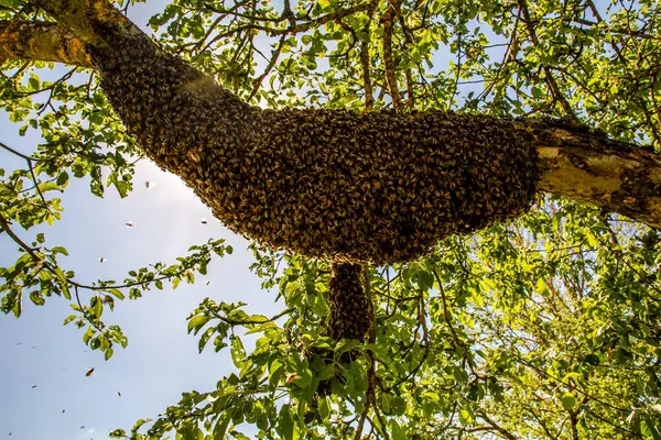 Arı kovanı ve bir ağaç dalına asılmış bal arısı sürüsü. Arı sürüsü.