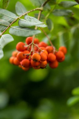 Rowan böğürtlenleri, Sorbus aucuparisi, Rowan olarak da bilinen ağaç ve dağ külleri..