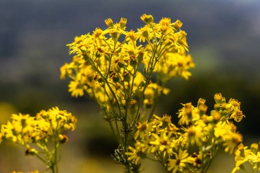 Ragwort, güzel sarı çiçekleri olan yabani bir bitki, ama aynı zamanda memeliler için zehirli bir bitki..