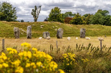 Avebury Neolitik Henge Taş Anıtı etrafında otlayan koyunlar. İngiltere 'nin güneybatısındaki Wiltshire, Avebury köyü çevresinde yeni taş devri..