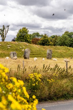 Avebury Neolitik Henge Taş Anıtı etrafında otlayan koyunlar. İngiltere 'nin güneybatısındaki Wiltshire, Avebury köyü çevresinde yeni taş devri..