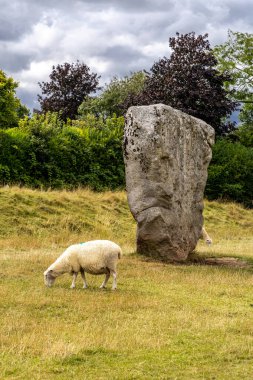 Avebury Neolitik Henge Taş Anıtı etrafında otlayan koyunlar. İngiltere 'nin güneybatısındaki Wiltshire, Avebury köyü çevresinde yeni taş devri..