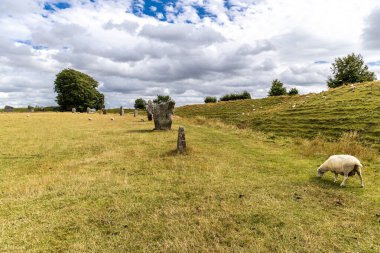 Avebury Neolitik Henge Taş Anıtı etrafında otlayan koyunlar. İngiltere 'nin güneybatısındaki Wiltshire, Avebury köyü çevresinde yeni taş devri..