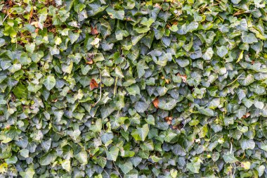 Yoğun Yeşil Sarmaşık Duvarı Doğal Işıkla Kaplayan Yapraklar.