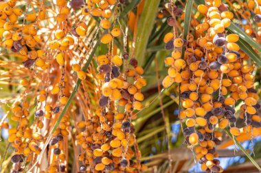 Santorini, Yunanistan - 15 Ekim 2024: Vibrant Orange and Black Date Palm Fruits in Natural Set.