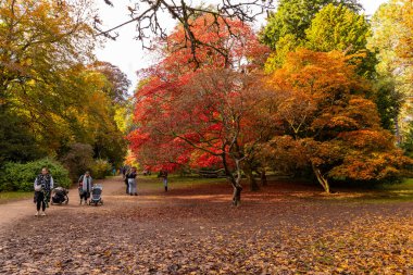 Tetbury, UK- 27 Ekim 2024 Westonbirt, Ulusal Botanik Bahçesi. Rengarenk kırmızı turuncu ve sarı yapraklı yeşil sonbahar parkı zemin ve ağaçları kaplıyor..