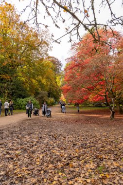 Tetbury, UK- 27 Ekim 2024 Westonbirt, Ulusal Botanik Bahçesi. Sonbahar manzarası, kırmızı ve turuncu ağaçlar ve düşmüş yapraklar huzurlu bir park ortamında.