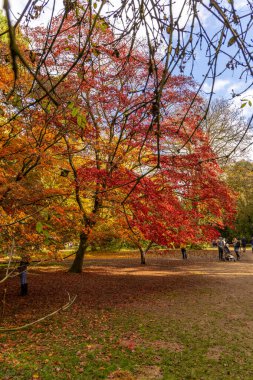 Tetbury, UK- 27 Ekim 2024 Westonbirt, Ulusal Botanik Bahçesi. Rengarenk kırmızı turuncu ve sarı yapraklı yeşil sonbahar parkı zemin ve ağaçları kaplıyor..