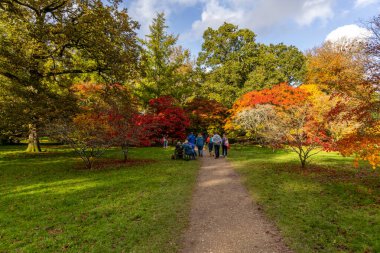 Tetbury, UK- 27 Ekim 2024 Westonbirt, Ulusal Botanik Bahçesi. Sonbahar parkı sahnesi. Renkli kırmızı turuncu ve sarı ağaçlar ve yolda yürüyen insanlar..