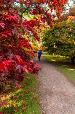 Tetbury, UK- 27 Ekim 2024 Westonbirt, Ulusal Botanik Bahçesi. Parlak kırmızı ve yeşil yapraklarla huzurlu sonbahar yürüyüşü ve insanların parkın tadını çıkarması..