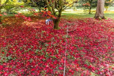 Westonbirt, Ulusal Botanik Bahçesi. Güneşli bir günde ağaçların altında canlı kırmızı sonbahar yapraklarıyla kaplı bir parkı keşfeden bir köpek..