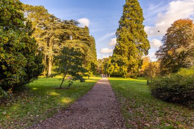 Tetbury, UK- 27 Ekim 2024 Westonbirt, Ulusal Botanik Bahçesi. Yeşil ağaçlar ve sonbahar yapraklarıyla çevrili kirli yollu huzurlu park manzarası.