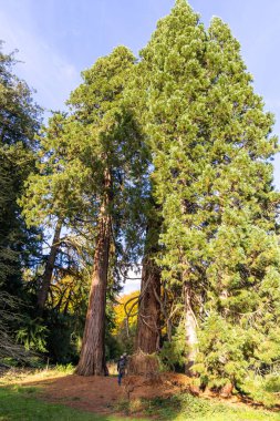 Tetbury, UK- 27 Ekim 2024 Westonbirt, Ulusal Botanik Bahçesi. - Sonbahar boyunca güneşli bir parkta altında dikilen bir kişi ile birlikte sonsuza dek yeşil ağaçlar..