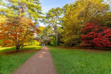 Westonbirt, Ulusal Botanik Bahçesi. Parktaki patika boyunca ağaçların üzerinde kırmızı ve altın yapraklar olan hareketli bir arazi..
