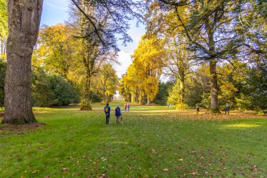 Tetbury, UK- 27 Ekim 2024: Westonbirt 'te Altın Sonbahar Ağaçları Ulusal Botanik Bahçesi.