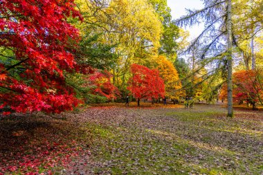 Tetbury, UK- 27 Ekim 2024: Westonbirt 'te kırmızı ve altın yapraklı canlı sonbahar ağaçları Ulusal Botanik Bahçesi.