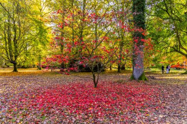 Güneşli bir günde Westonbirt 'te canlı kırmızı ve altın sonbahar yaprakları..