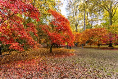 Tetbury, UK- 27 Ekim 2024: Westonbirt 'te Sonbahar Yürüyüşü Renkli kırmızı ve altın ağaçlı Ulusal Botanik Bahçesi.