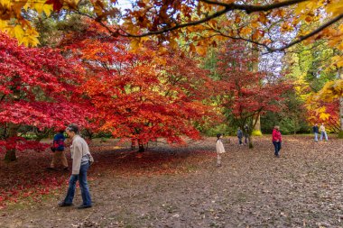 Tetbury, UK- 27 Ekim 2024: İnsanlar Westonbirt Ulusal Ağaç Bahçesi 'nde renkli sonbahar yaprakları arasında yürüyor.
