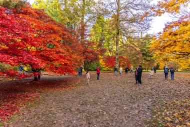 Tetbury, UK- 27 Ekim 2024: İnsanlar Westonbirt Ulusal Ağaç Bahçesi 'nde renkli sonbahar yaprakları arasında yürüyor.