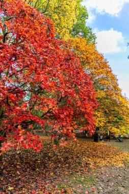 Tetbury, UK- 27 Ekim 2024: Westonbirt 'teki göz kamaştırıcı sonbahar manzarası Kırmızı ve turuncu ağaçlı Ulusal Botanik Bahçesi.