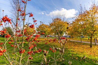Tetbury, UK- 27 Ekim 2024 Westonbirt Ulusal Botanik Bahçesi 'nde kırmızı böğürtlen ve altın ağaçlarla dolu canlı bir sonbahar sahnesi.