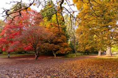 Tetbury, UK- 27 Ekim 2024 Westonbirt, Ulusal Botanik Bahçesi. Rengarenk kırmızı turuncu ve sarı yapraklı yeşil sonbahar parkı zemin ve ağaçları kaplıyor..